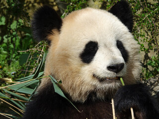 Fototapeta premium Panda géant