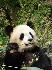 Fototapeta premium Panda géant entrain de manger