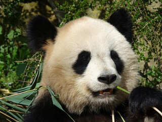 Fototapeta premium Panda géant