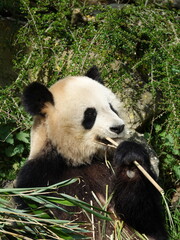 Obraz premium Panda géant