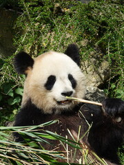 Obraz premium Panda géant