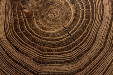 Acacia wooden texture (Robinia pseudoacacia)