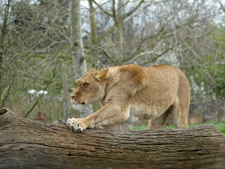 Lionne dans son enclos