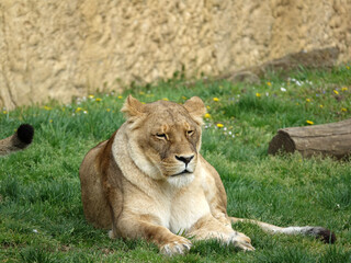 Lionne à la sieste