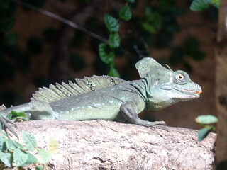Reptile au Zoo de Beauval