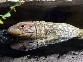 Reptile au Zoo de Beauval