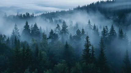 Obraz premium Misty pine forest at dawn, with fog shrouding the trees and creating a serene and mysterious atmosphere.