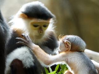 B&eacute;b&eacute; Langur de Douc