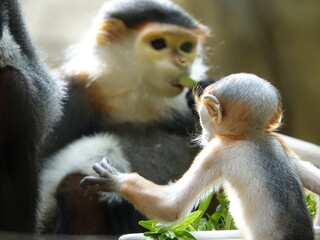 B&eacute;b&eacute; Langur de Douc