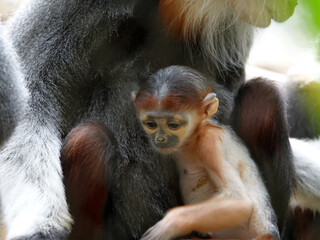 Bébé Langur de Douc