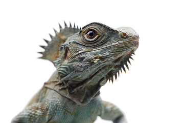 Obraz premium Mysterious Basilisk Stalkers Isolated on Transparent Background