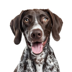 Portrait of German Shorthaired Pointer dog, on isolated background, PNG