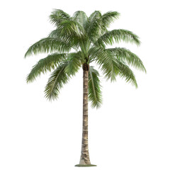 Green palm tree isolated on transparent background.png