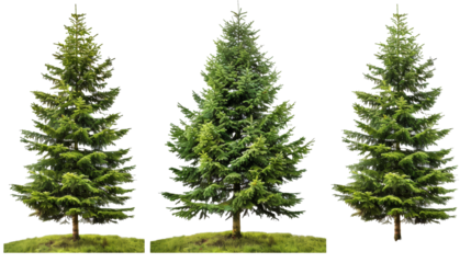 Green spruce trees collection isolated on transparent or white background.png