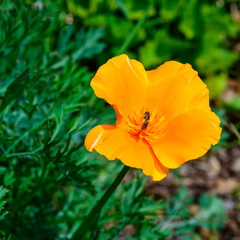 Fototapeta premium Little wild bee on a yellow poppy flower self-seeding in the wild