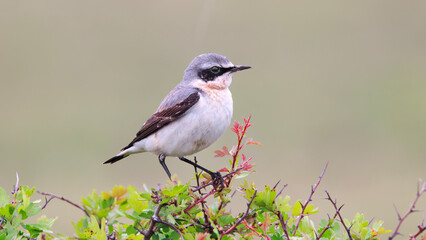 Obraz premium A bird (northern wheatear) perched on a spring branch with green and red leaves