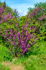 Obraz premium Cercis siliquastrum - close-up of a flowering tree branch in spring