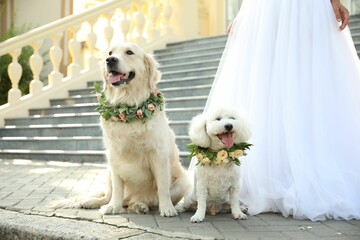 Bride and adorable dogs wearing wreathes made of beautiful flowers outdoors, closeup