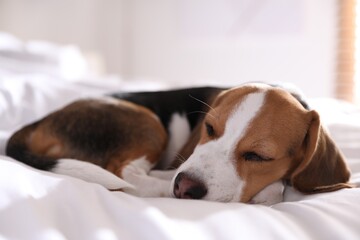 Cute Beagle puppy sleeping on bed. Adorable pet