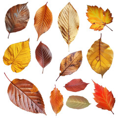 Obraz premium Autumn leaves isolated on white, PNG