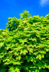 Norway maple - Acer platanoides, young green foliage of a tree in the spring sun