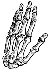 hand bones skeleton sketch engraving PNG illustration. T-shirt apparel print design. Scratch board imitation. Black and white hand drawn image.