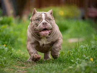 Beautiful American Bully puppy running among green grass. A purebred beige dog runs swiftly in nature.