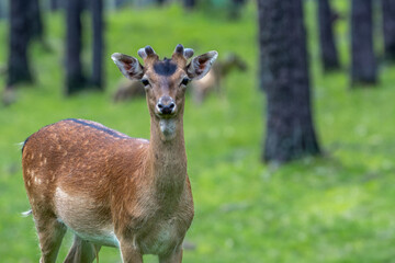 Damhirsch im Wald
