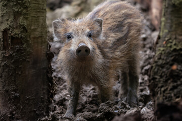 Junger Frischling im Wald (Schwarzwild)