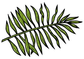 Palm branch tree color sketch engraving PNG illustration. T-shirt apparel print design. Scratch board imitation. Black and white hand drawn image.