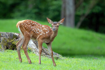 Junges Hirschkalb