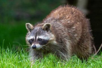 Waschbär auf Beutefang 