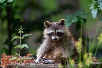 Waschbär auf Beutefang