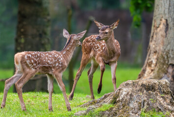 2 junge Rotwildkälber liebkosen