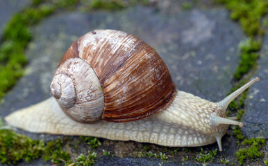 Schnecke mit Häuschen