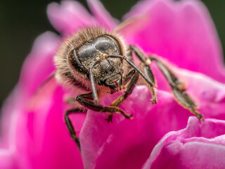 Bee pollinating peony flower