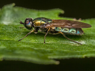Broad Centurion Fly on green leaf