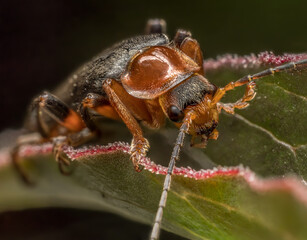 Bombardier beetle sitting on a plant leaf