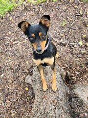 Dog lying on the ground and looking at the camera