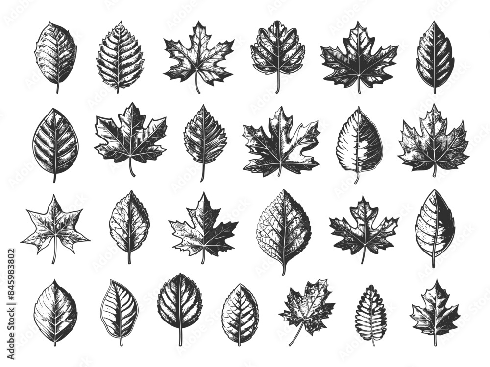 Wall mural Engraving Style Autumn Leaves Icons Set. Hand Drawn Simple Style Black Icons on White Background. Fall Foliage Leafage Nature Seasonal Botanical Illustration