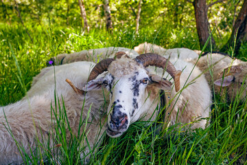 Funny sheep portrait taken in Carpathian mountains