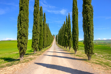 Idyllic Tuscan landscape with cypress alley. Italy, Europe