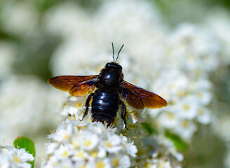 Violet carpenter bee - Xylocopa violacea, large purple bee on white flowers of Spiraea