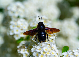 Violet carpenter bee - Xylocopa violacea, large purple bee on white flowers of Spiraea