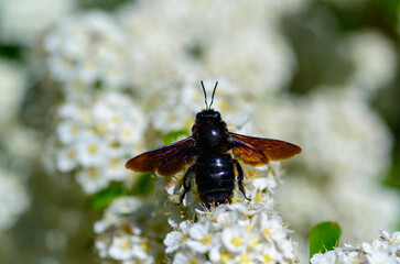 Violet carpenter bee - Xylocopa violacea, large purple bee on white flowers of Spiraea