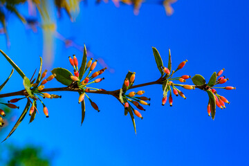 Blooming sprig of barberry against the blue sky in the garden