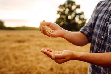 Wheat grain in a hand after good harvest of successful farmer. Idea of a rich harvest