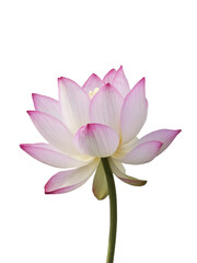 Isolated PNG Lotus Flower, GENERATIVE AI