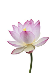 Isolated PNG Lotus Flower, GENERATIVE AI