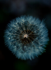 Detailed Macro Shot of Dandelion Seed Head

